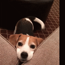 Puppy Tale