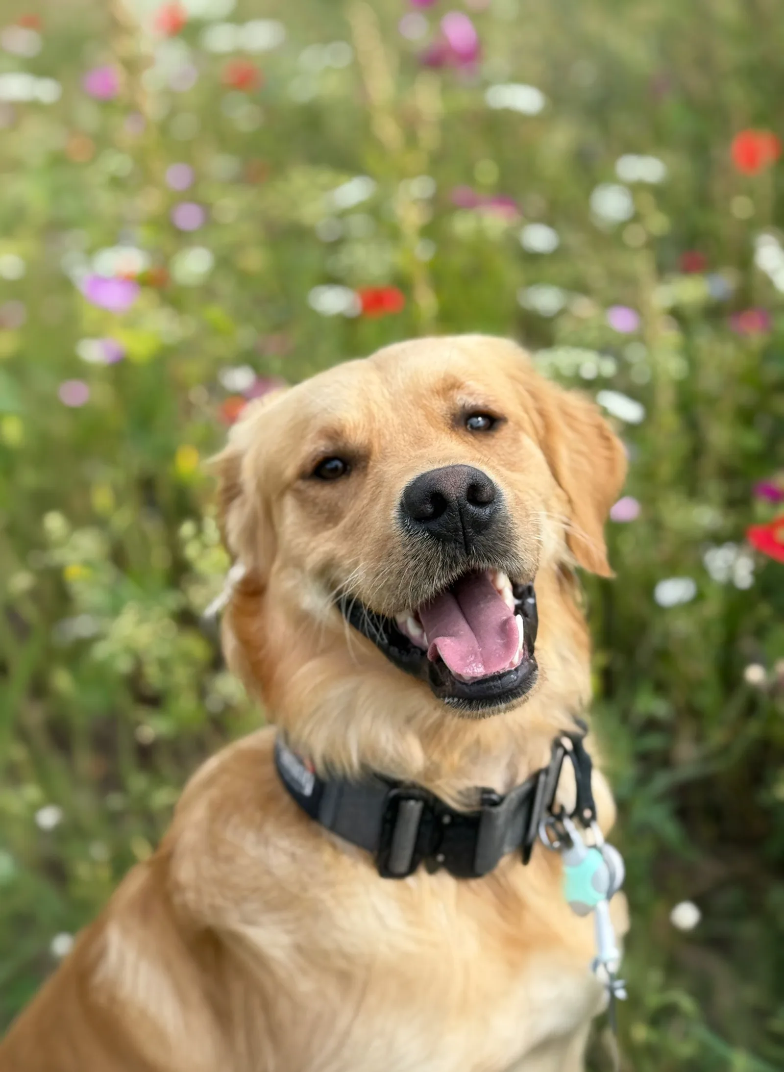 Happy golden retriever